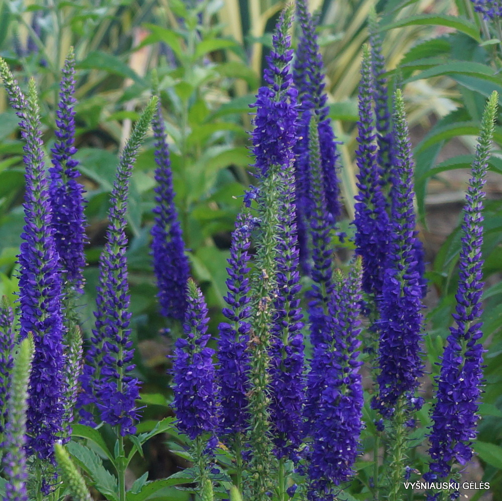 Veronica longifolia 'Blue Indigo'